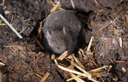 «Найстрашніша мишача чума»: після посухи гризуни заполонили будинки та ферми Австралії (відео)