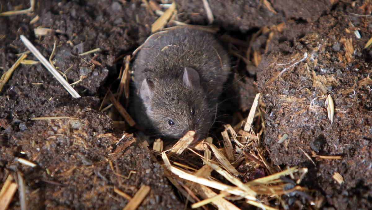 «Самая страшная мышиная чума»: мыши заполонили дома и фермы Австралии (видео)