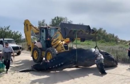 Горбатого кита нашли мертвым на пляже юга Франции, это называют редким событием (видео)
