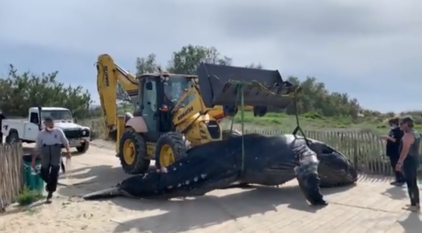 Горбатого кита знайшли мертвим на пляжі на півдні Франції, це називають рідкісною подією (ВІДЕО)
