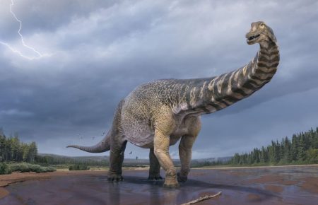 Австралотитан: ученые классифицировали новый вид динозавров, достигавших 30 метров в длину