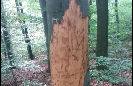 На Буковине в лесу возле села обнаружили следы медведя