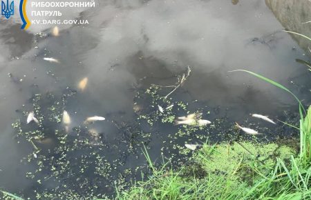 У річці під Києвом масово гине риба, а вода набула коричневого кольору