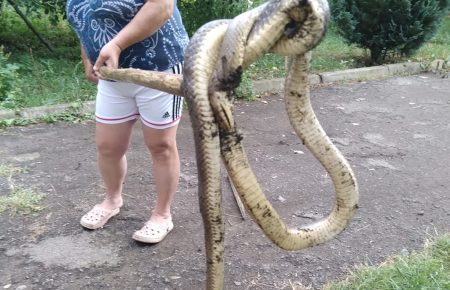 На Закарпатті величезна змія заповзла на подвір'я