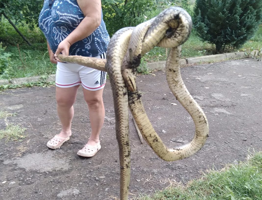 На Закарпатті величезна змія заповзла на подвір'я