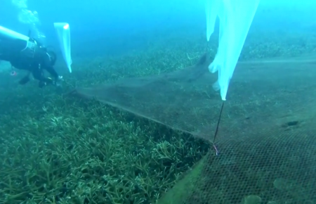 Тайландські дайвери знімають рибальські тенета, які притискають коралові рифи