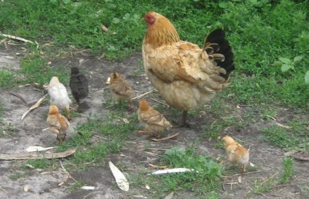 В Индонезии раздают живых цыплят жителям, которые хотят привиться от коронавируса