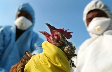 Китай повідомив про перший у світі випадок зараження людини пташиним грипом H10N3