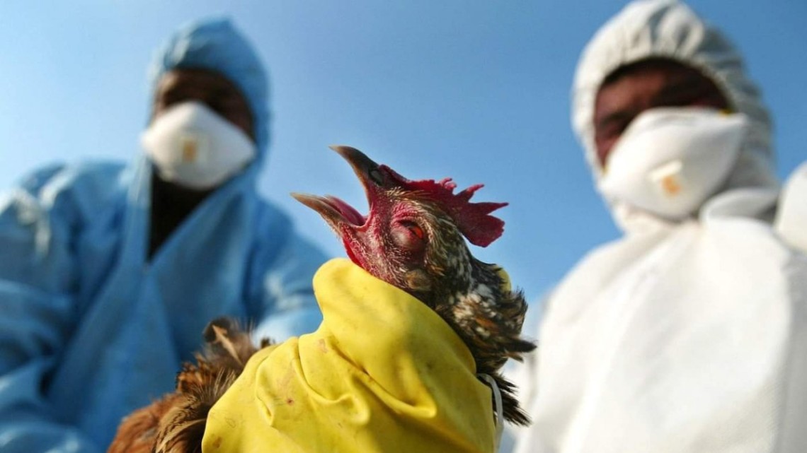 Китай повідомив про перший у світі випадок зараження людини пташиним грипом H10N3