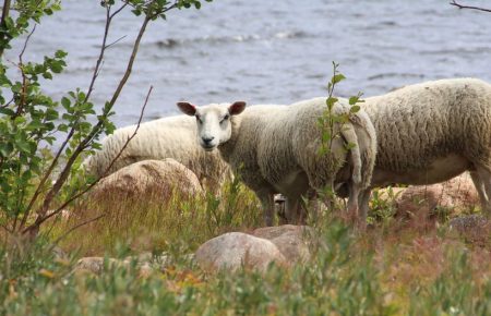 “Пастушьи недели”: в Финляндии — очередь из желающих пасти овец на острове без удобств