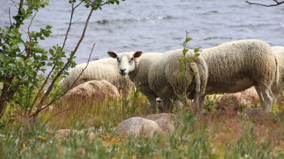 “Пастушьи недели”: в Финляндии — очередь из желающих пасти овец на острове без удобств