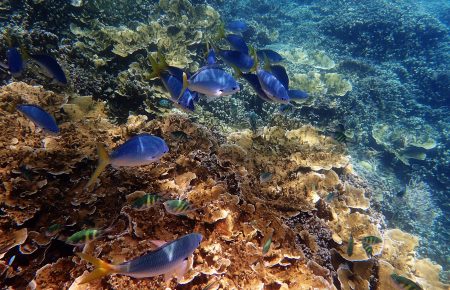 У ЮНЕСКО кажуть, що Великий Бар'єрний риф потрібно внести до списку Всесвітньої спадщини, якій загрожує небезпека