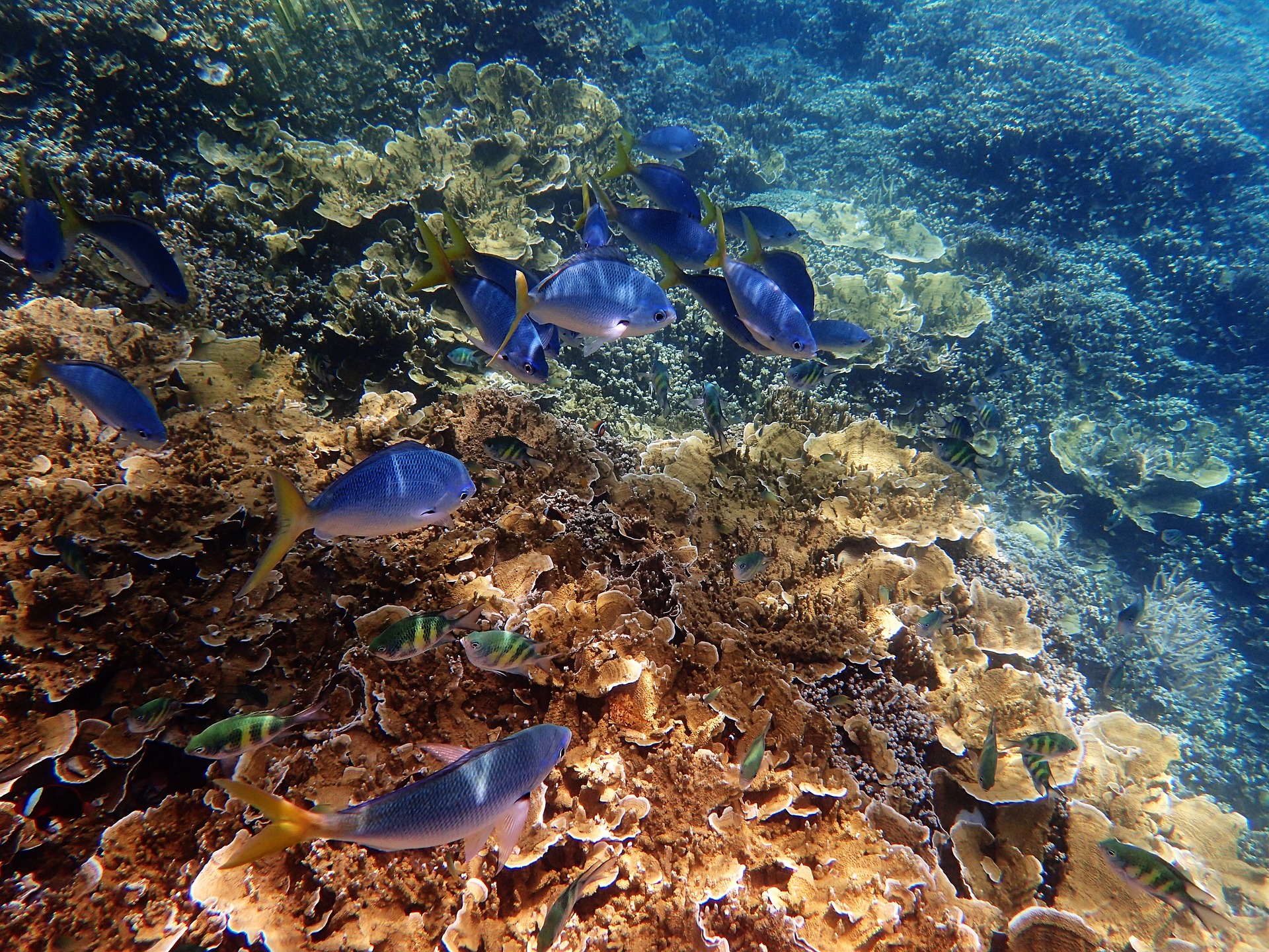 У ЮНЕСКО кажуть, що Великий Бар'єрний риф потрібно внести до списку Всесвітньої спадщини, якій загрожує небезпека
