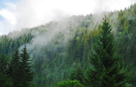 За десять лет в Украине увеличат площадь лесов на 1 миллион гектаров — Зеленский