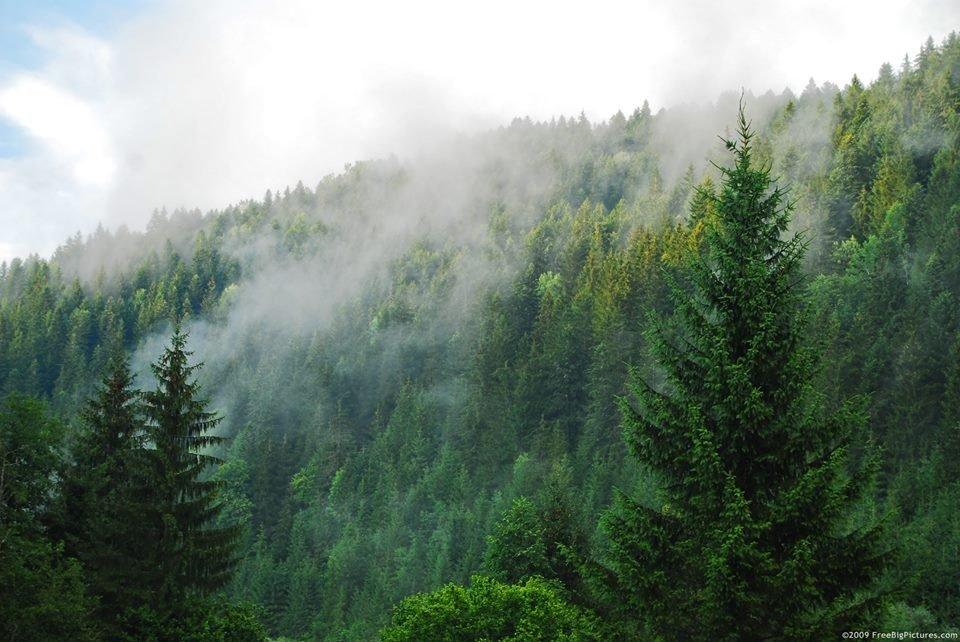 За десять років в Україні збільшать площу лісів на 1 мільйон гектарів — Зеленський