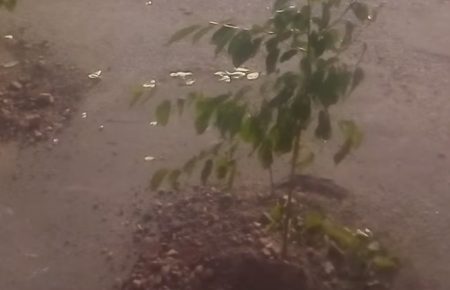 На Київщині місцеві жителі висадили саджанці вишень у ями на дорогах (ВІДЕО)