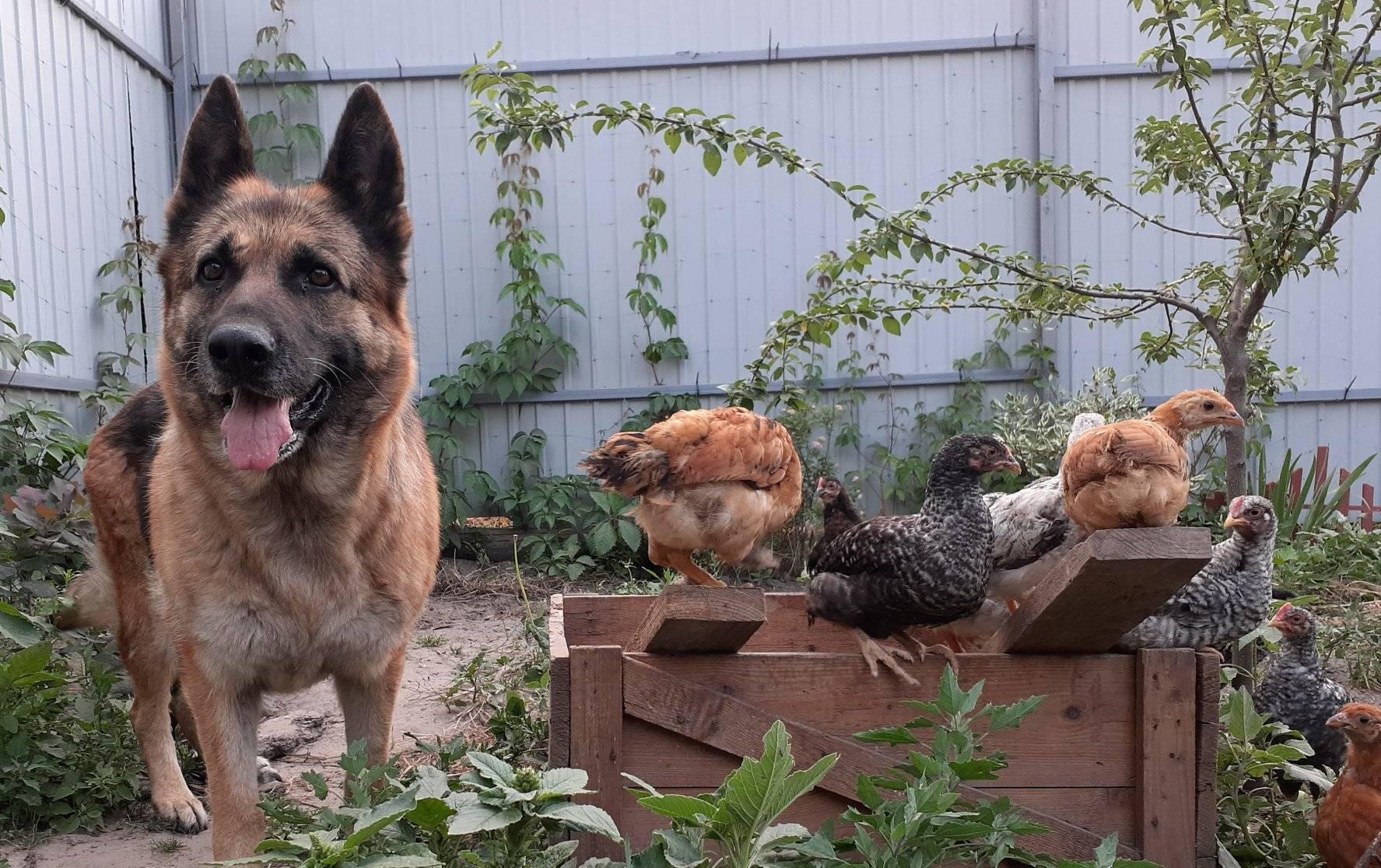 В Киевской области овчарка Герда заменила маму 15 цыплятам