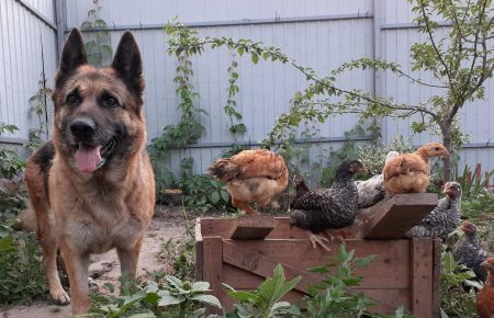 На Київщині вівчарка Герда замінила маму 15 курчатам
