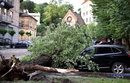 За два буревії у Львові впали 530 дерев — Сладкова