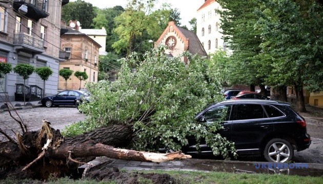 За два урагана во Львове упали 530 деревьев — Сладкова