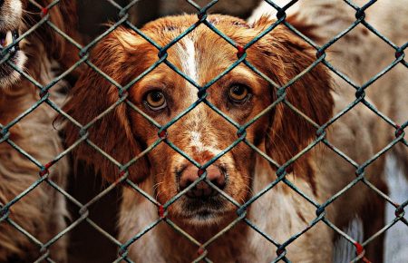 Які зміни запроваджує новий закон на відповідальність за жорстоке поводження з тваринами?