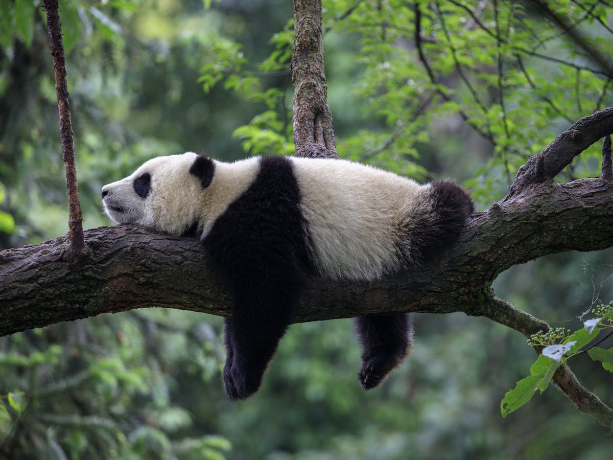 Китай заявив, що гігантські панди більше не перебувають під загрозою зникнення