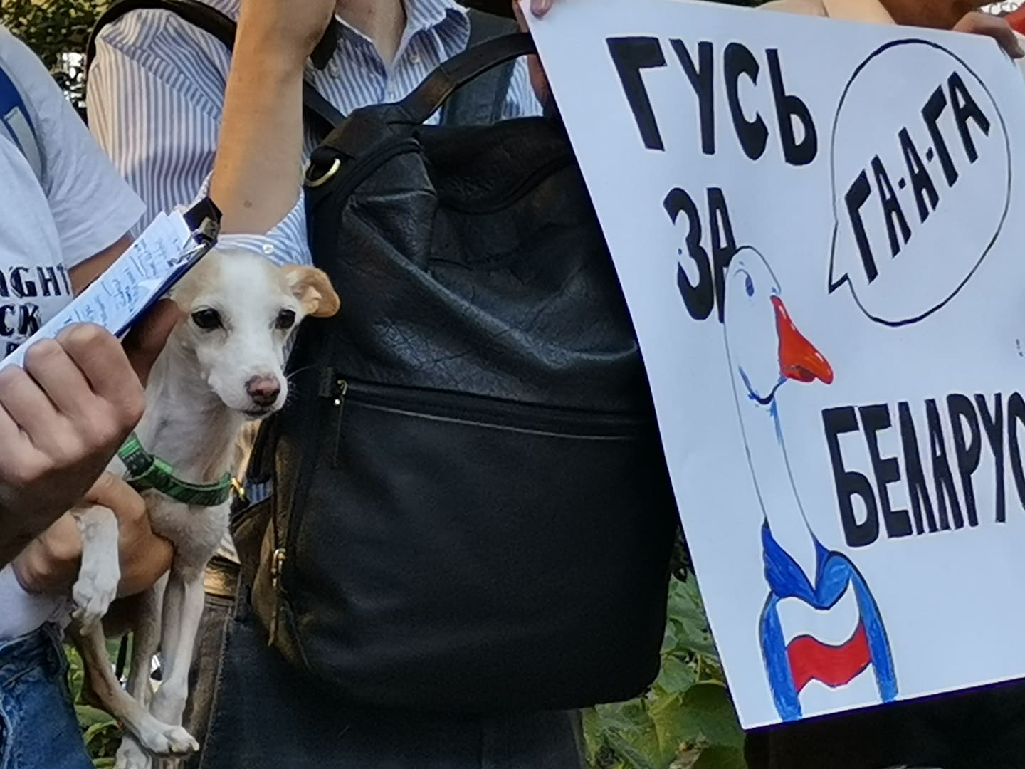 В Киеве возле здания посольства Беларусь состоялась акция «Гусь за Беларусь»