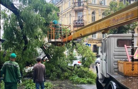 В Киеве во время непогоды упали 150 деревьев — КГГА (фото) 