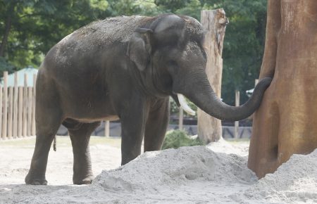 В Киевзоо — День слона: у слона Хораса появился обновленный вольер с «баобабом» (фото)