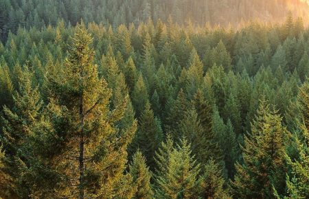 Мільярд дерев і мільйон гектарів лісів — чи реально це?