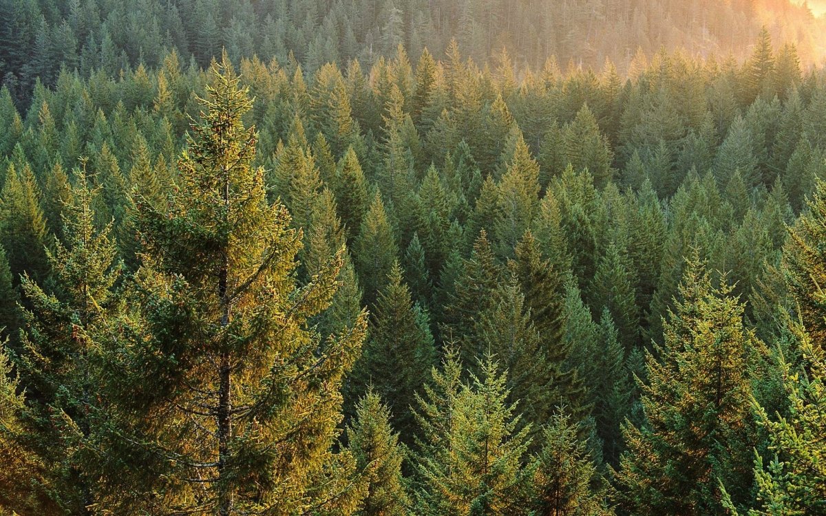 Мільярд дерев і мільйон гектарів лісів — чи реально це?