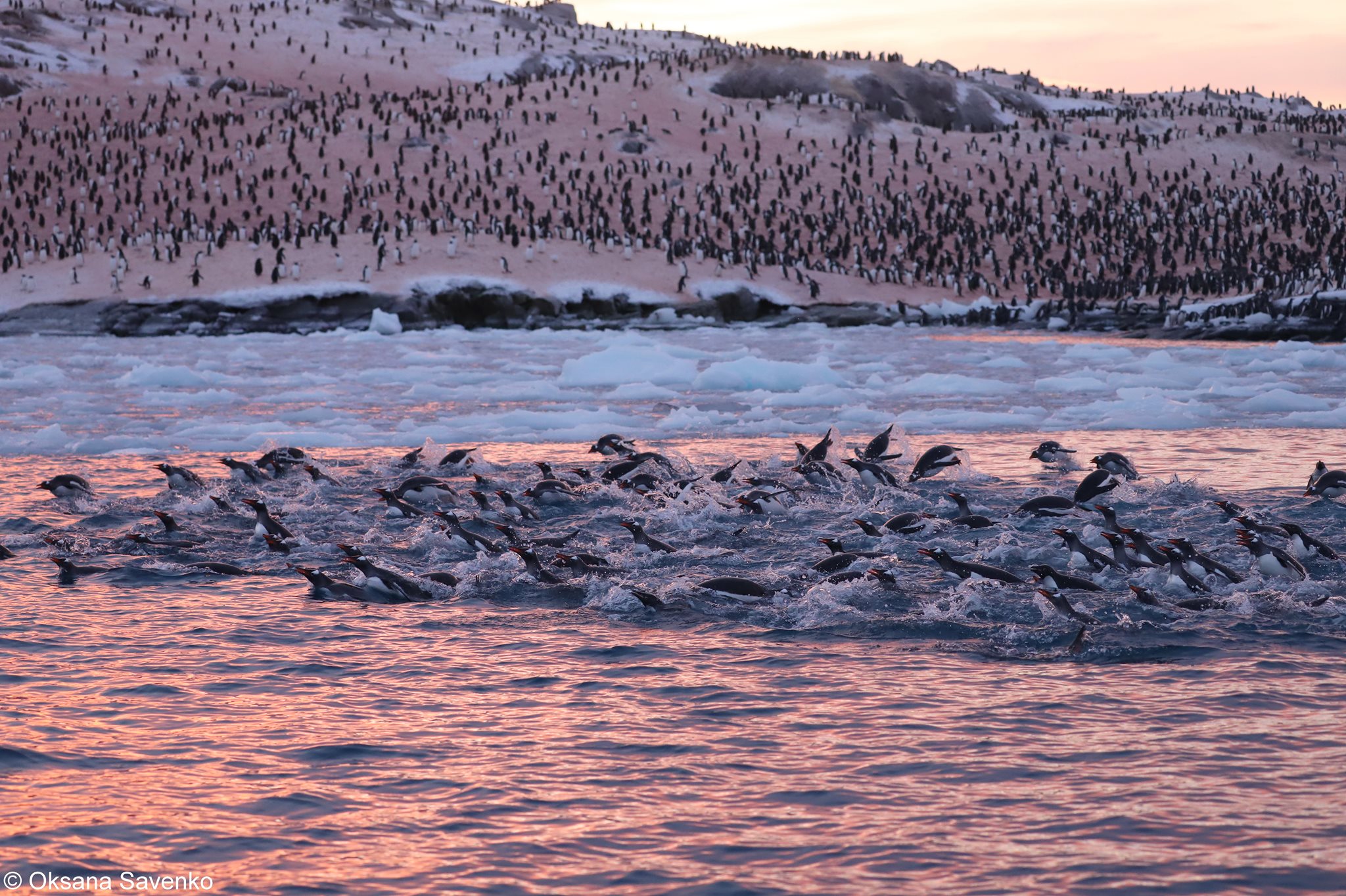 Тисячі пінгвінів скупчились біля полярної станції «Академік Вернадський» (ФОТО)