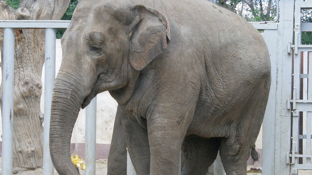 У Харківському зоопарку померла слониха Тенді