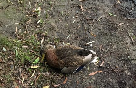 Є припущення, що птахи у Голосіївському парку гинуть після того, як їх нагодували отрутою — Пищолка