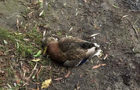 Есть предположение, что птицы в Голосеевском парке погибают после того, как их накормили ядом — Пищолка