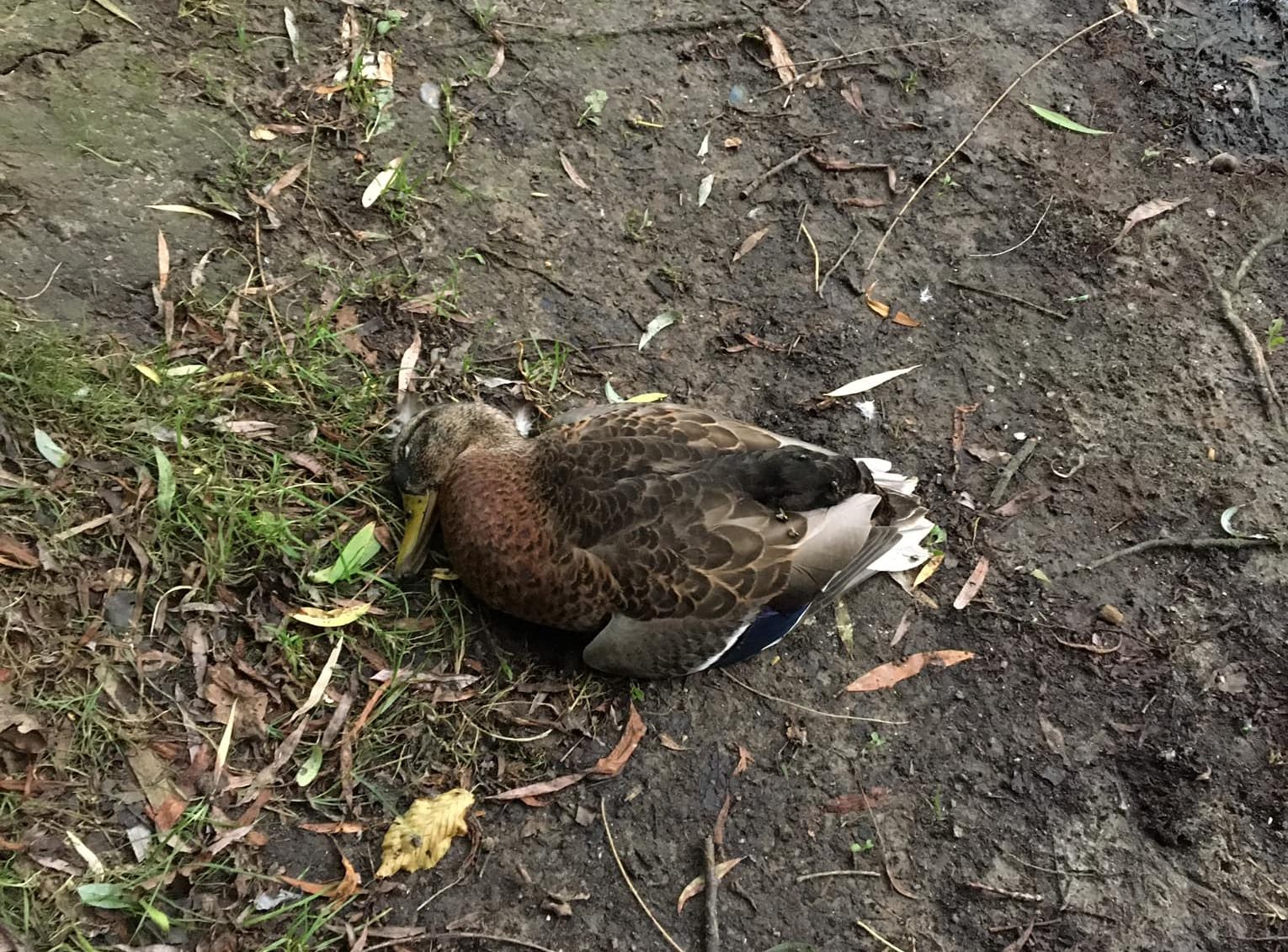 Есть предположение, что птицы в Голосеевском парке погибают после того, как их накормили ядом — Пищолка