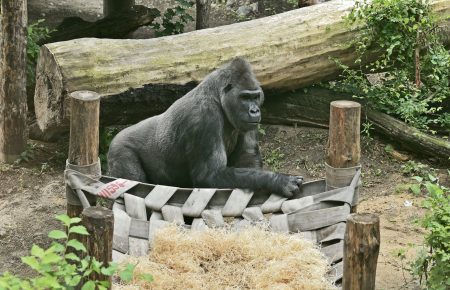 У Київському зоопарку одужала горила: її вивели до відкритого вольєра (фото)