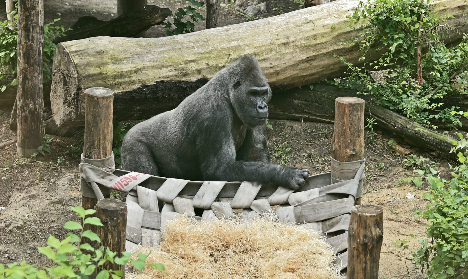 У Київському зоопарку одужала горила: її вивели до відкритого вольєра (фото)