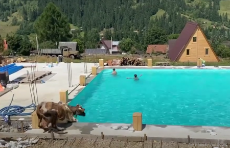 В Карпатах корова запрыгнула в бассейн к детям (видео)