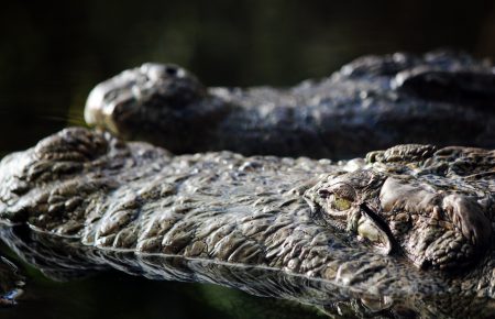 На Арабатській Стрілці в озері відпочивальники знайшли крокодила: він виявився мертвим