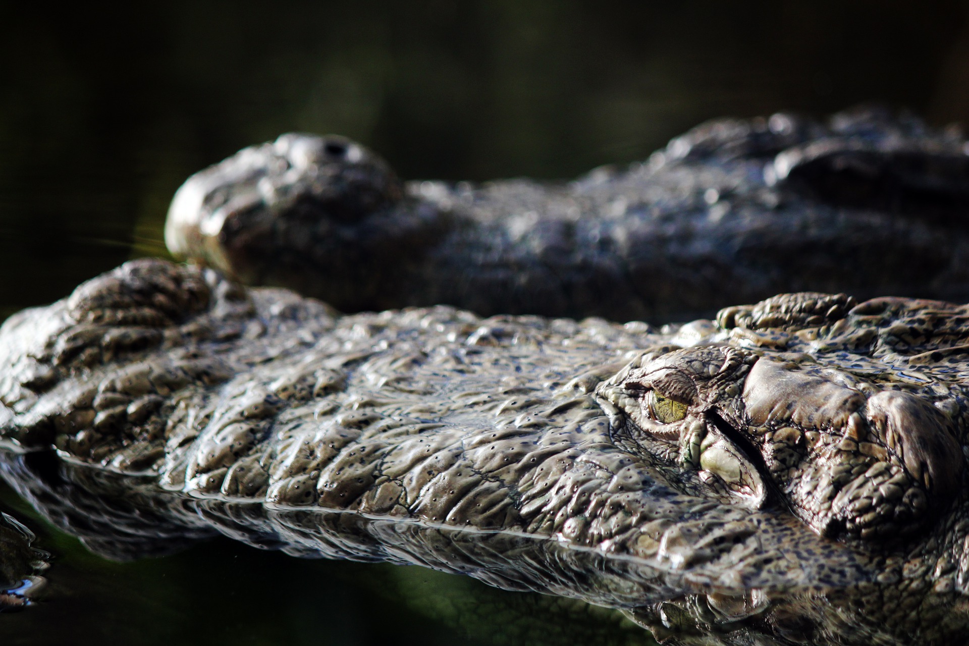 На Арабатській Стрілці в озері відпочивальники знайшли крокодила: він виявився мертвим