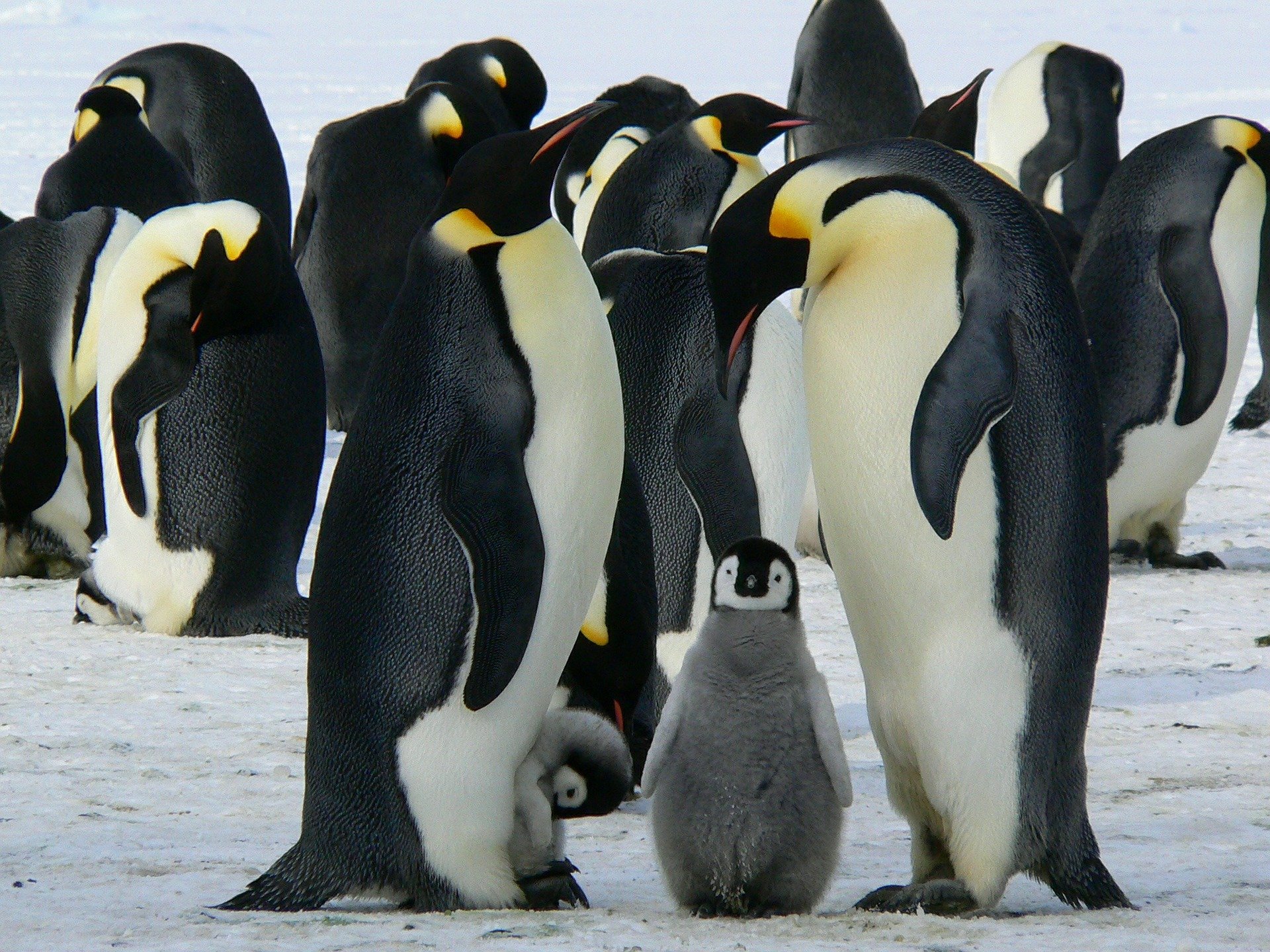 Через танення льоду під загрозою 98% колоній імператорських пінгвінів — дослідження