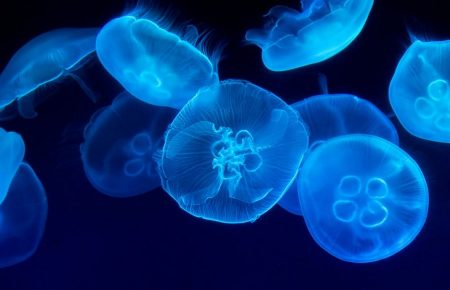 Нашестя медуз вже відбувалось у 20 столітті — Ігор Пилипенко