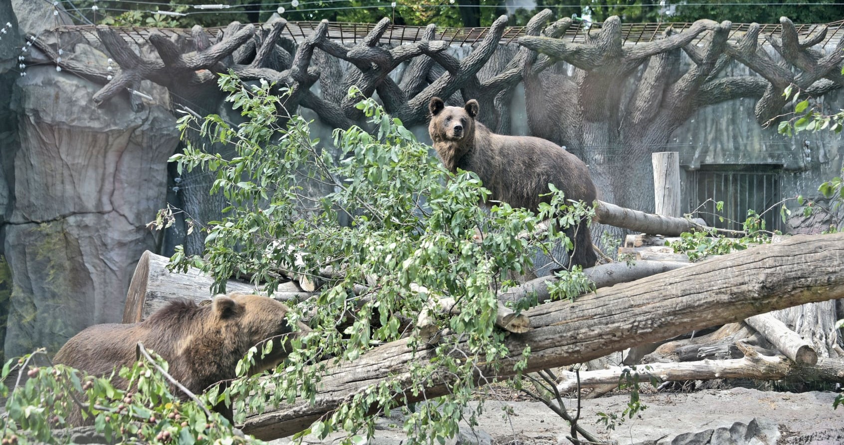 «Стекло в вольерах может выдержать давление гориллы, медведя или тигра» — руководство Киевского зоопарка