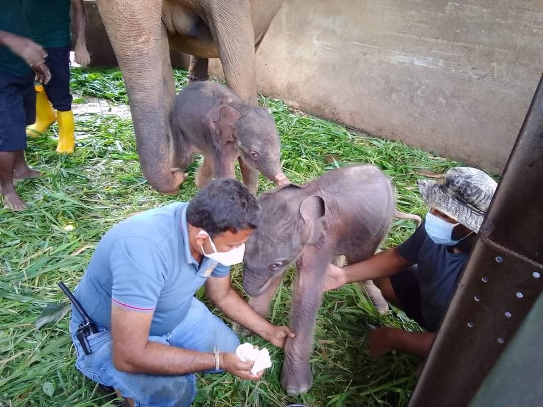 На Шрі-Ланці вперше за 80 років народилися слоненята-близнюки
