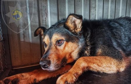 У Сєвєродонецьку врятували собаку на прізвисько Дружок, він 6 років прожив у ямі на заводі
