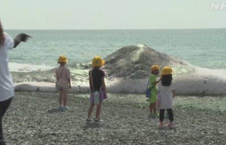 На узбережжі Японії знайшли мертвого кита довжиною 14 м