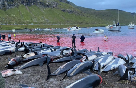 На Фарерських островах вбили понад 1,4 тисячі дельфінів: у союзі китобоїв кажуть, що це було помилкою