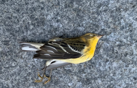 У Нью-Йорку сотні птахів загинули, врізавшись у хмарочоси: зоозахисники просять вимкнути підсвічування будівель