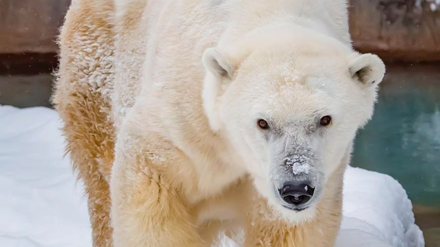 У США у зоопарку померла найстарша біла ведмедиця Північної Америки
